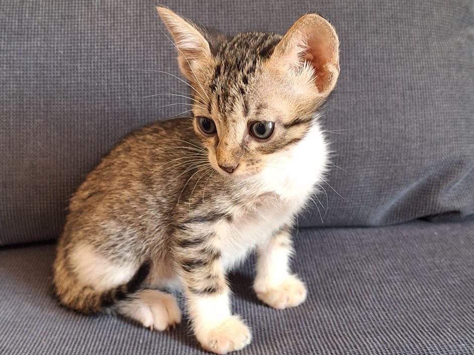 Adozione gatto, maschio, Razza sconosciuta Razza sconosciuta, 2 mesi, taglia non valida, Palermo