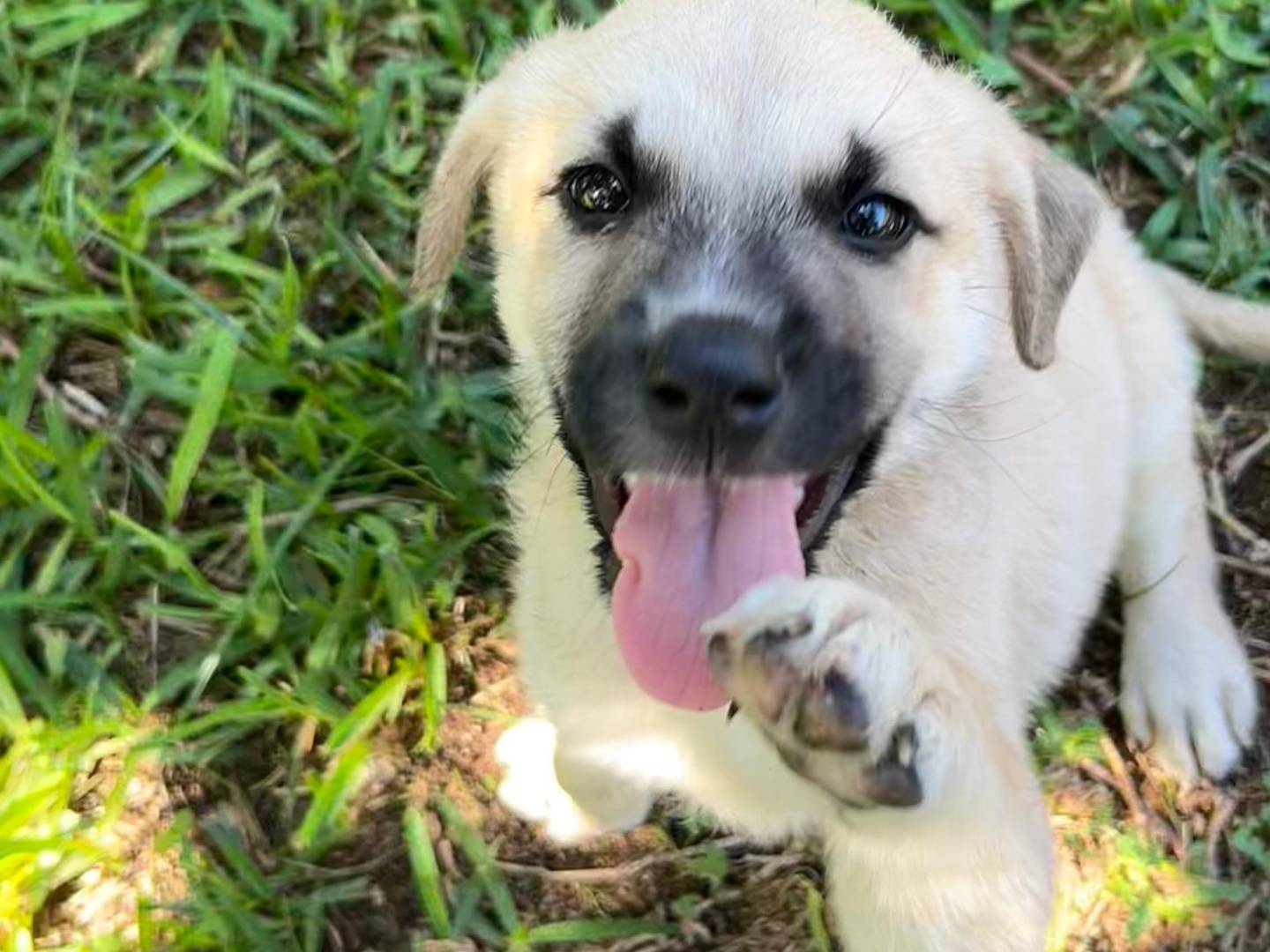 Adotta un cane, maschio, 3 mesi, Siracusa