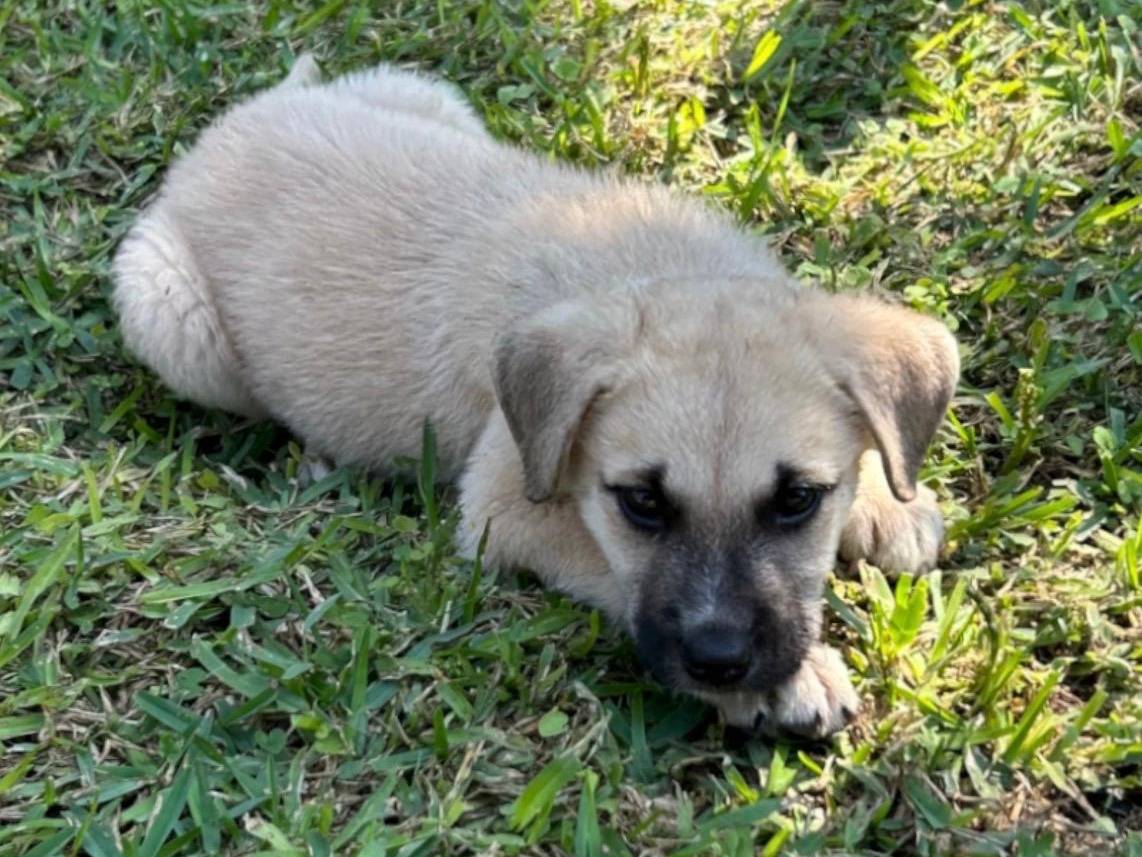 Adotta un cane, taglia grande, maschio, Siracusa