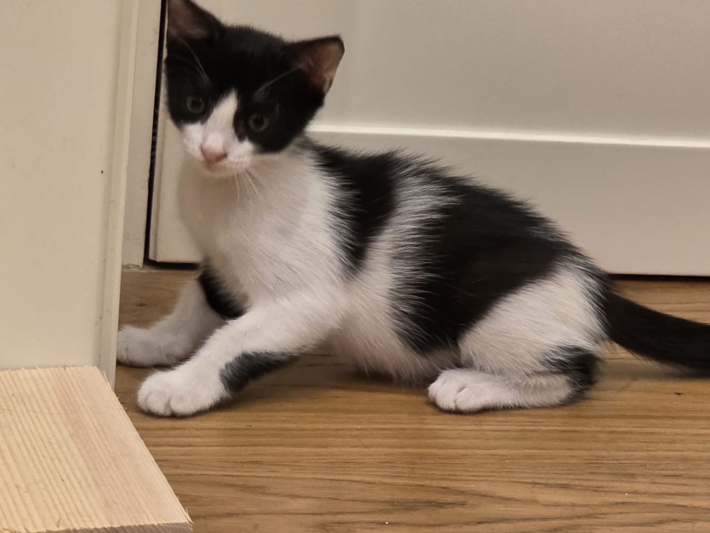 Adotta un gatto, femmina, 2 mesi, Palermo