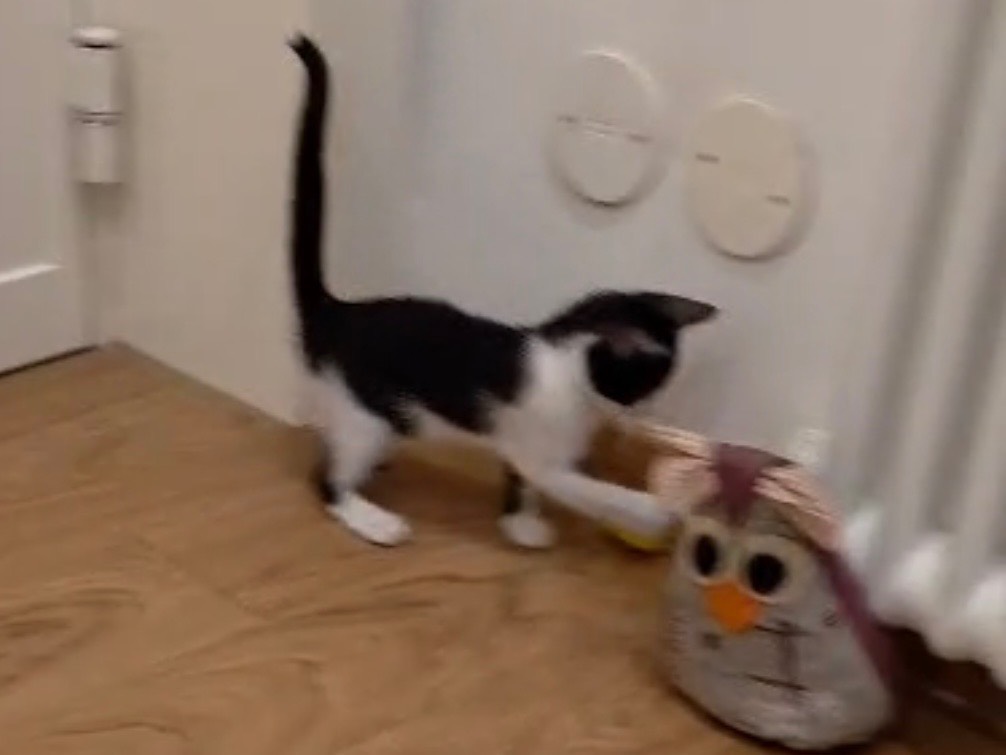 Adotta un gatto, taglia non valida, femmina, Palermo
