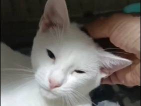 Adozione gatto, femmina, Razza sconosciuta Razza sconosciuta, 7 mesi, taglia non valida, Milano