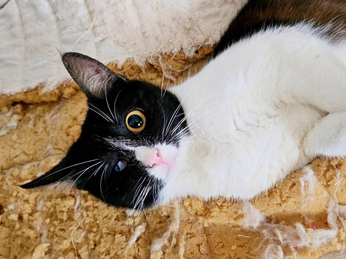 Adozione gatto, femmina, Razza sconosciuta Razza sconosciuta, 3 anni e 4 mesi, taglia non valida, Milano