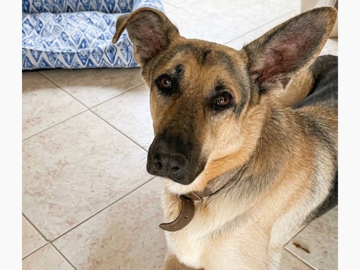 Adozione cane, femmina, Pastore tedesco Razza sconosciuta, 5 anni e 9 mesi, taglia media, Roma