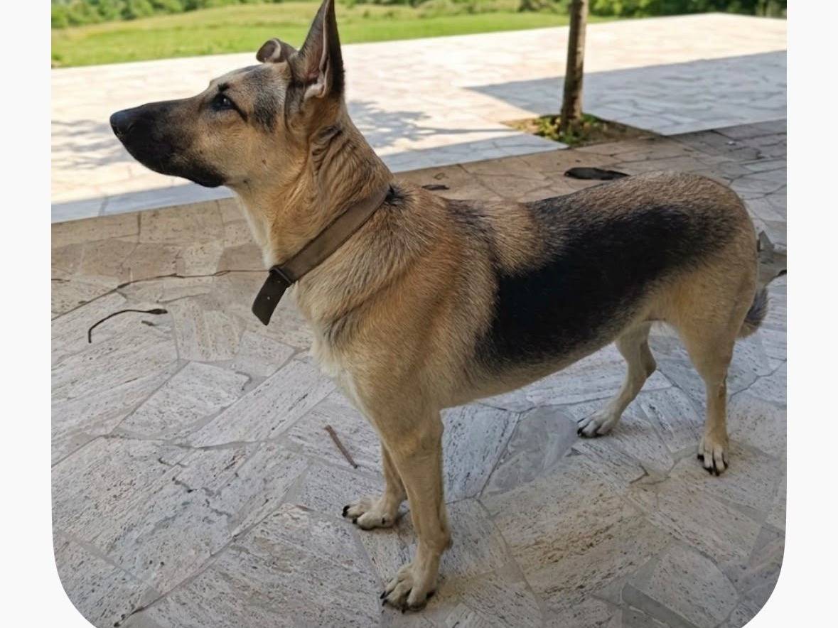 Adotta un cane, femmina, 5 anni e 9 mesi, Roma