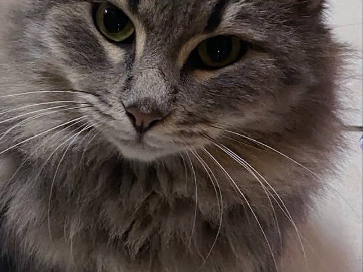 Adozione gatto, maschio, Razza sconosciuta Maine Coon, 11 mesi, taglia non valida, Pisa