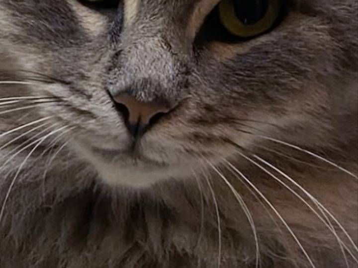 Adotta un gatto, maschio, 11 mesi, Pisa