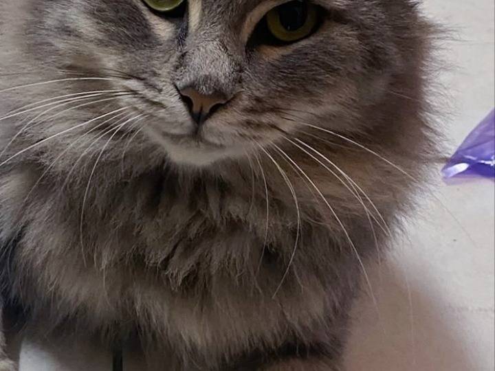 Adotta un gatto, taglia non valida, maschio, Pisa