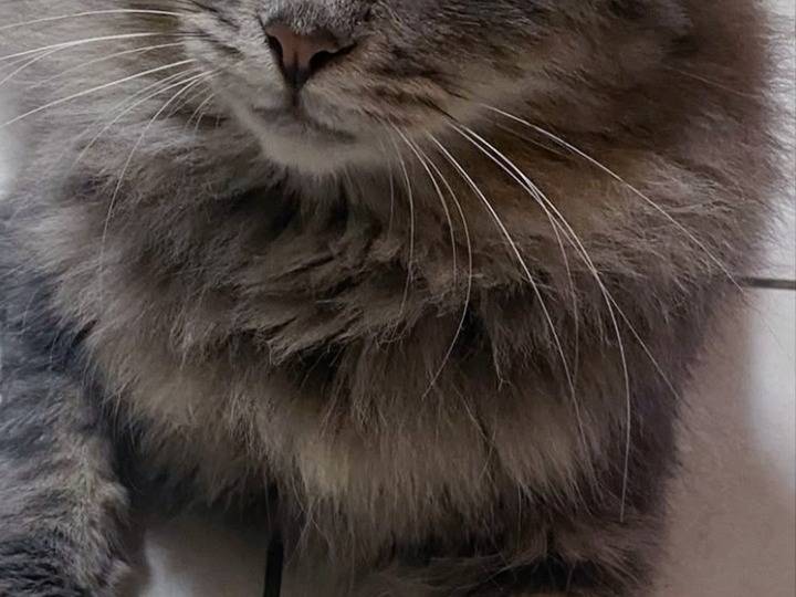 Vuoi adottare un gatto a Pisa?