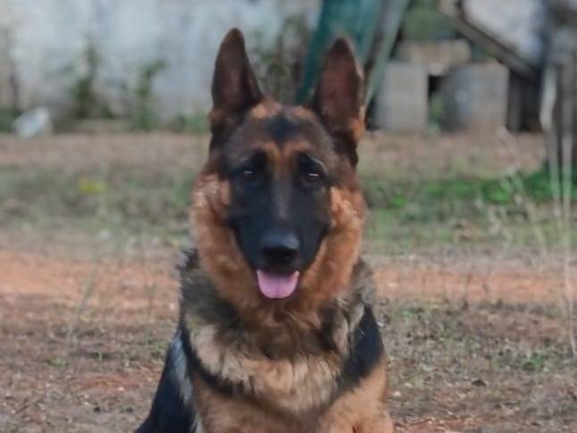 Adozione cane, femmina, Pastore tedesco Razza sconosciuta, 2 anni, taglia grande, Lecce