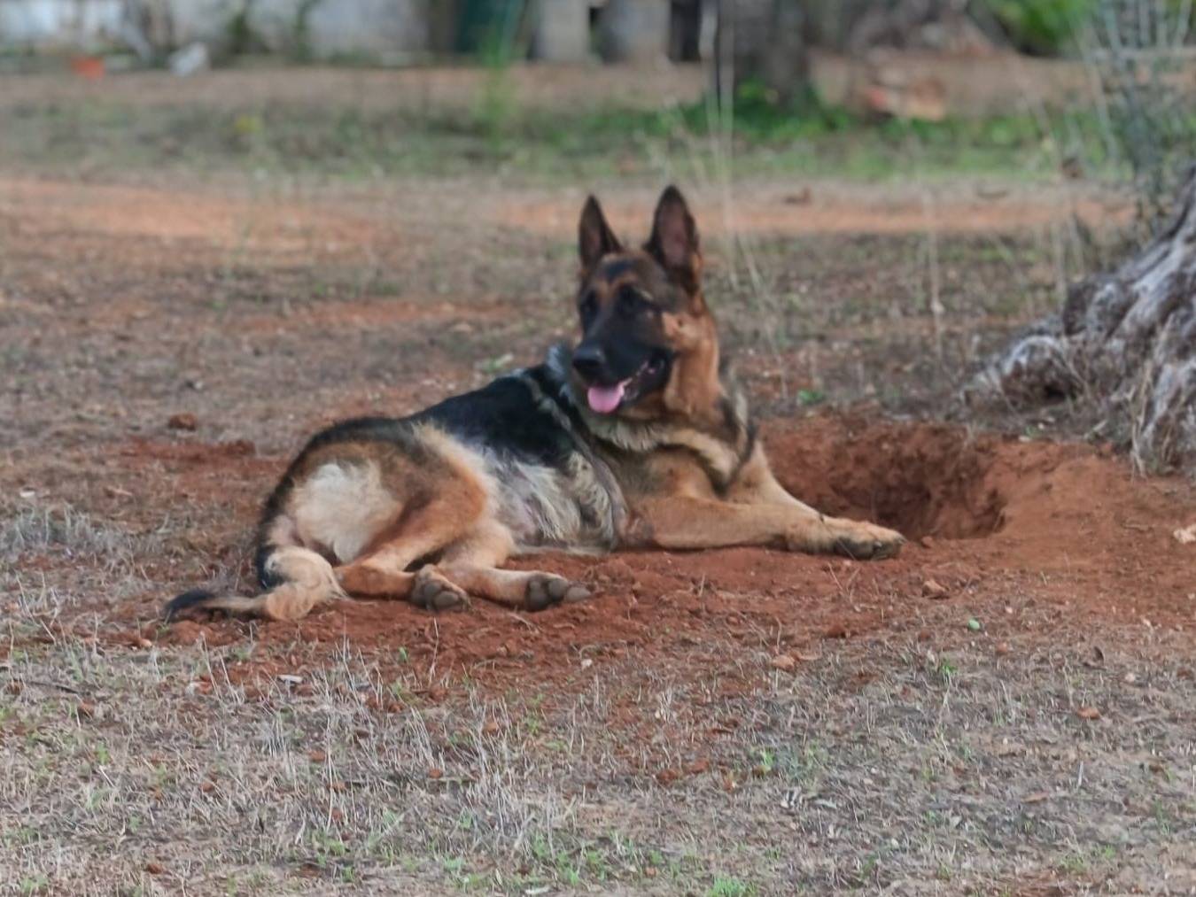 Adotta un cane, femmina, 2 anni, Lecce