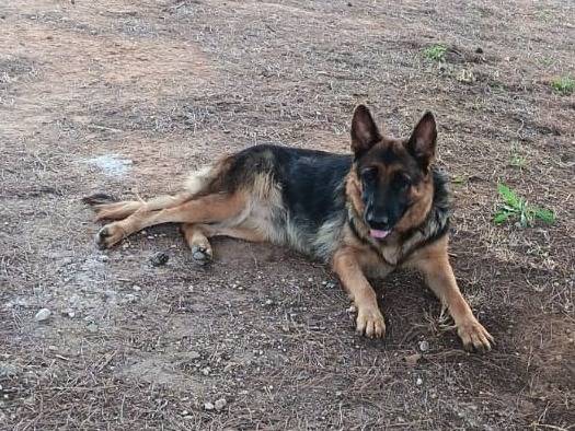 Adotta un cane, taglia grande, femmina, Lecce