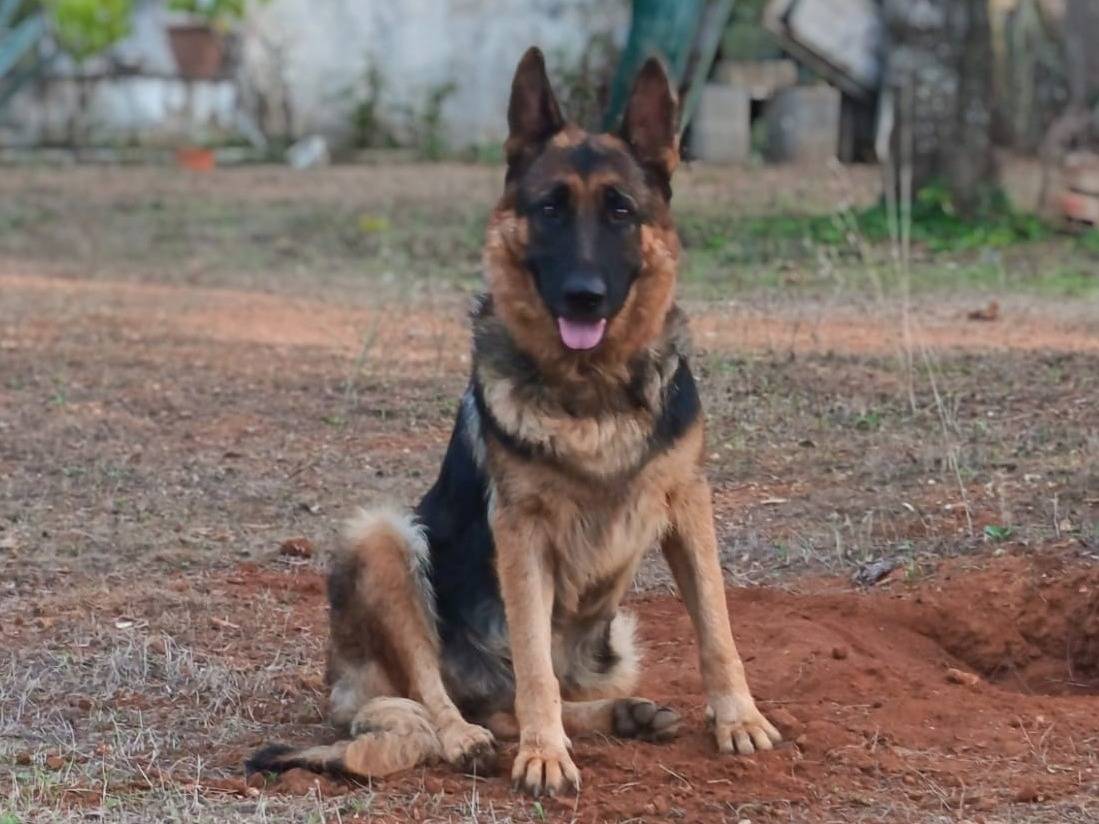 Vuoi adottare un cane a Lecce?