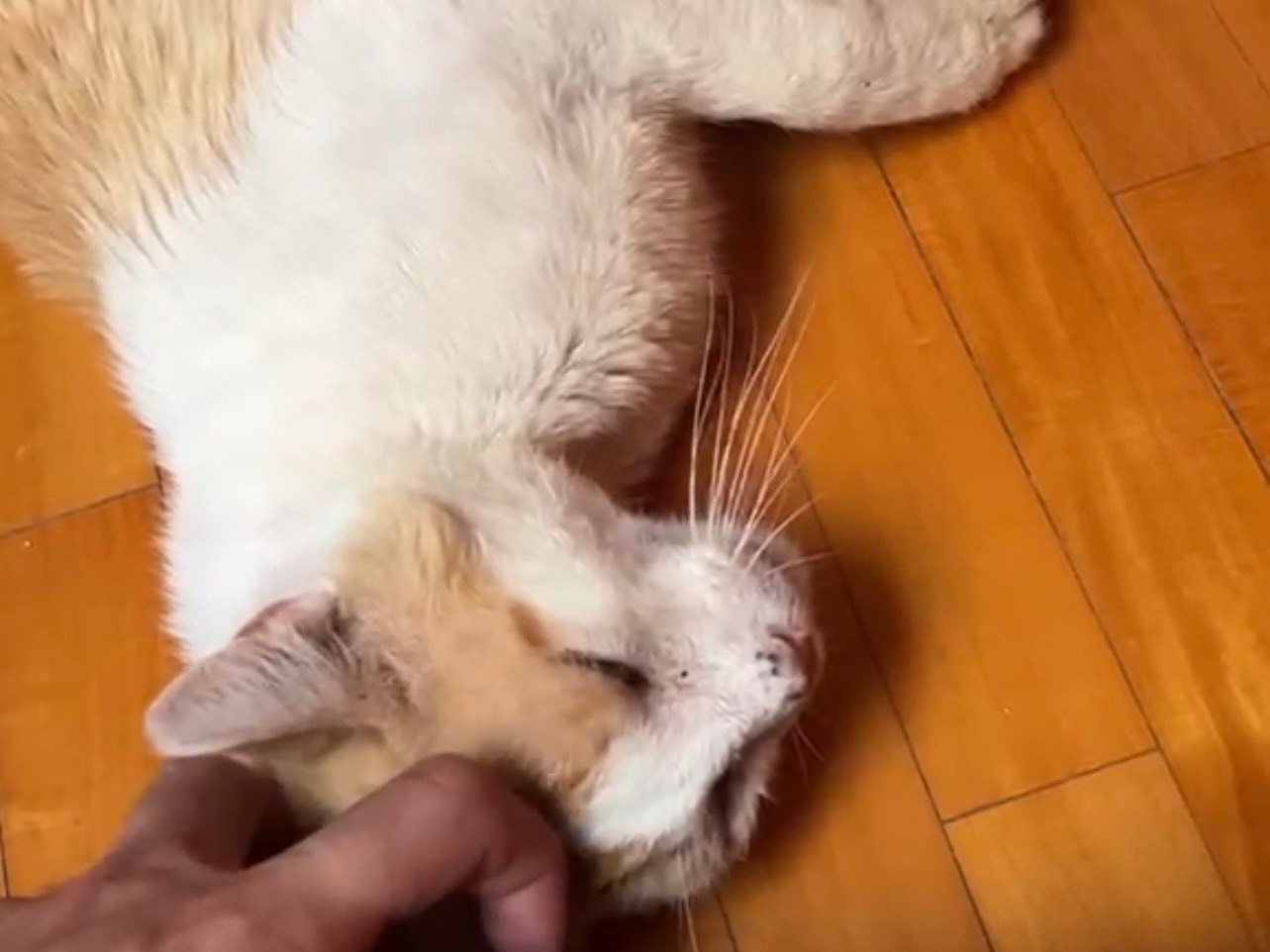 Adozione gatto, maschio, Razza sconosciuta Razza sconosciuta, 3 anni, taglia non valida, Treviso