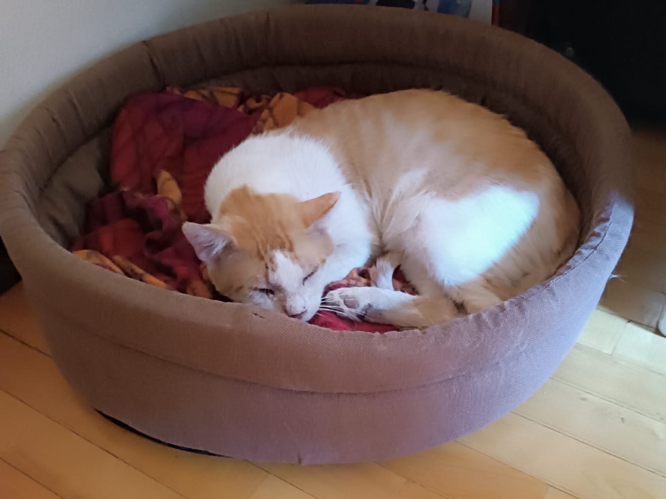 Adotta un gatto, maschio, 3 anni, Treviso