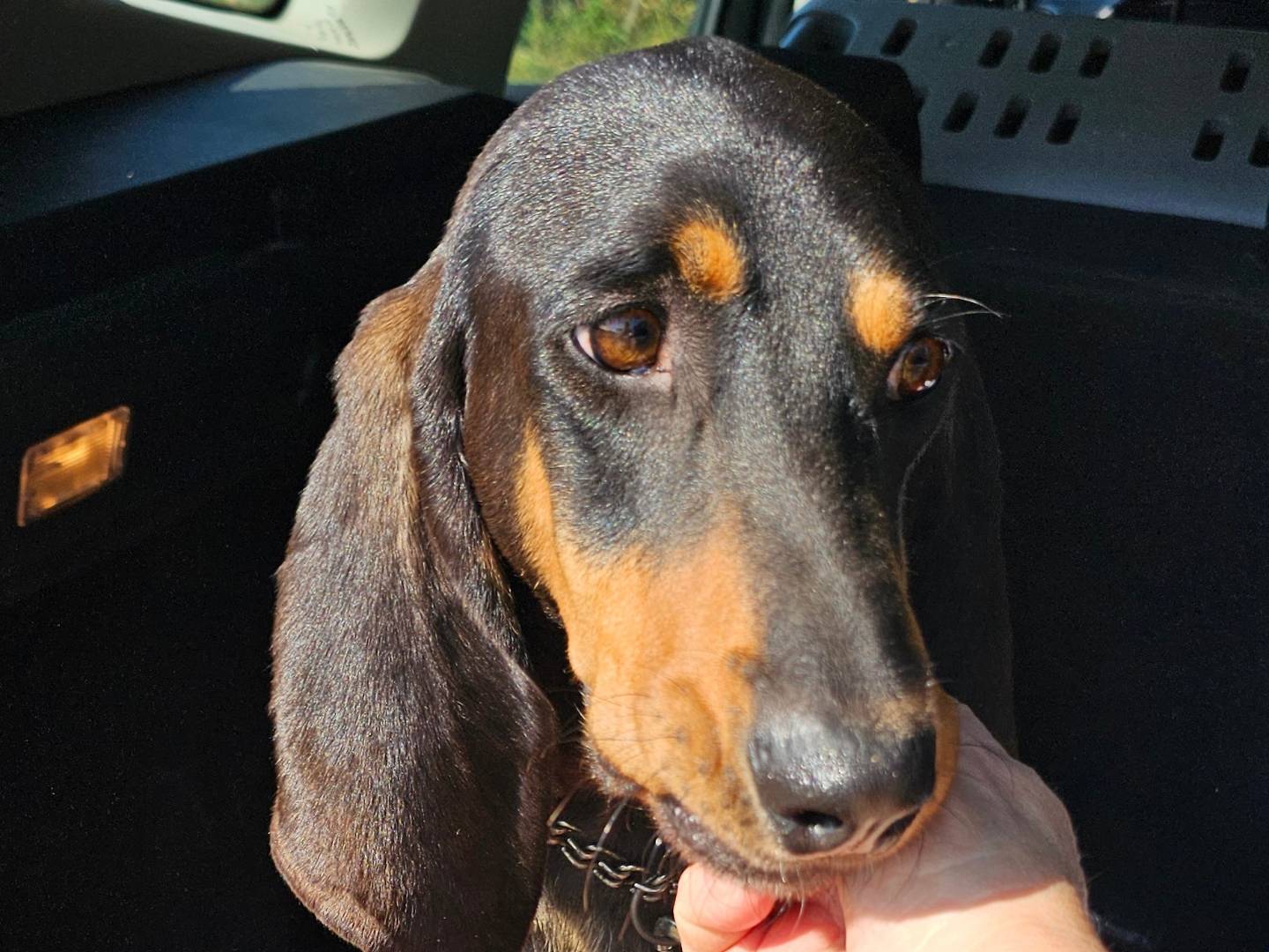 Adozione cane, maschio, Segugio Razza sconosciuta, 3 anni e 3 mesi, taglia media, Pavia