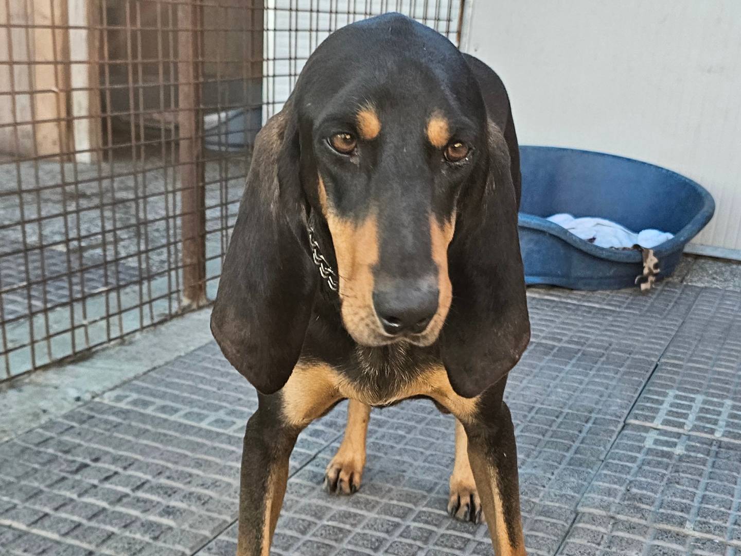 Adotta un cane, maschio, 3 anni e 3 mesi, Pavia