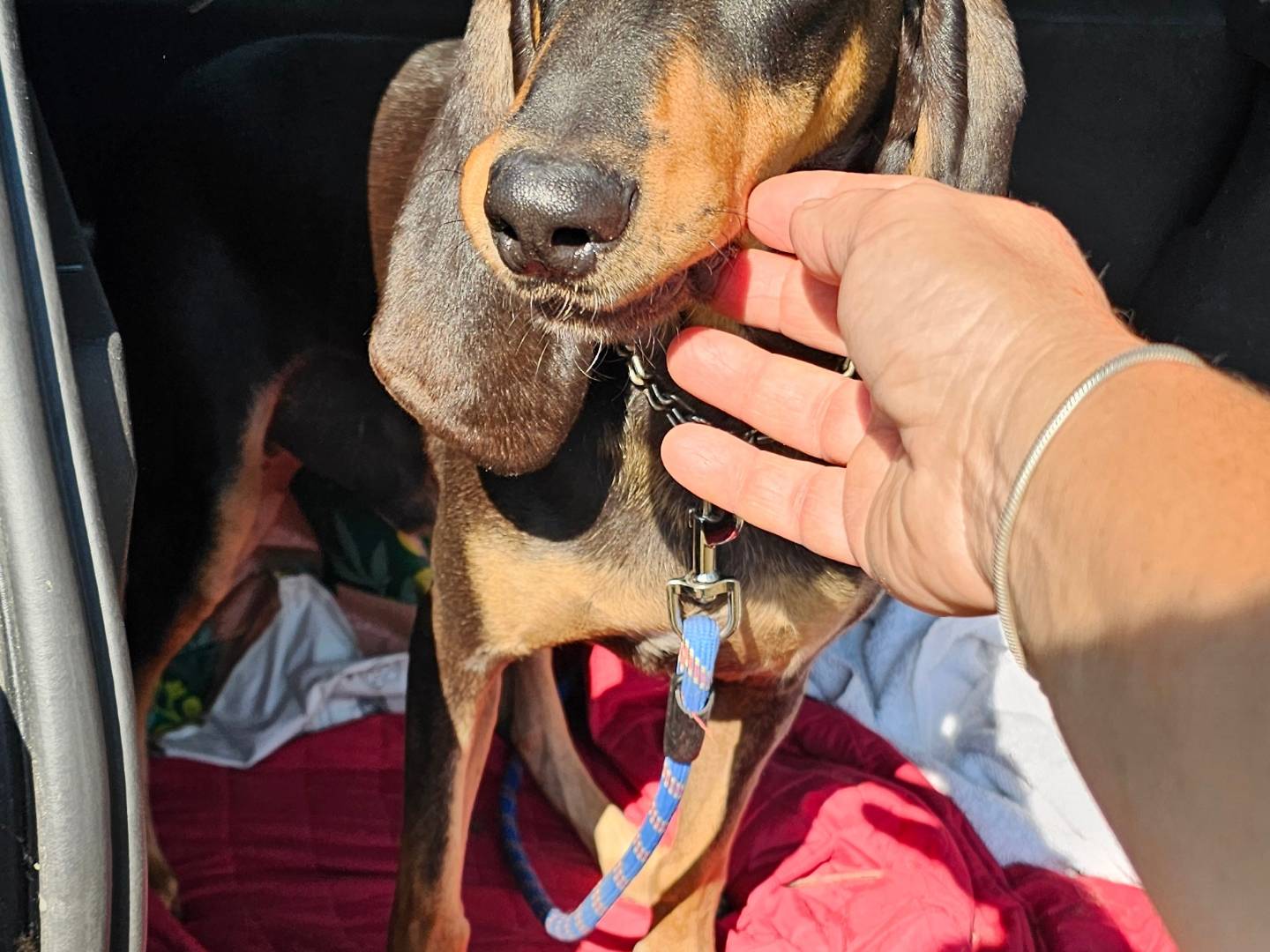 Adotta un cane, taglia media, maschio, Pavia