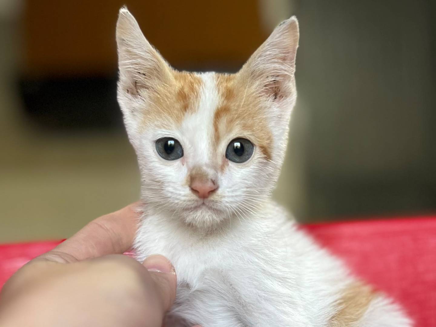 Adozione gatto, maschio, Razza sconosciuta Razza sconosciuta, 3 mesi, taglia non valida, Catanzaro