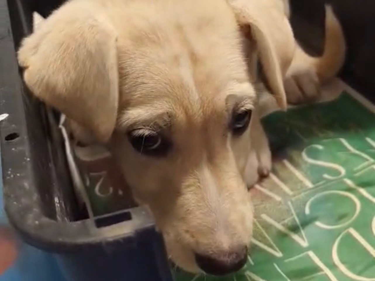 Adozione cane, femmina, Razza sconosciuta Razza sconosciuta, 3 mesi, taglia media, Cosenza
