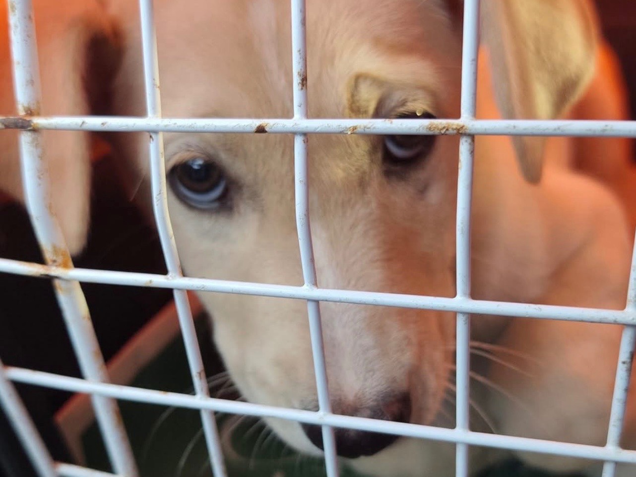 Adotta un cane, femmina, 3 mesi, Cosenza