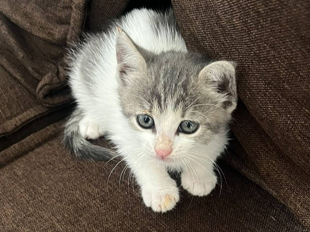 Adozione gatto, femmina, Razza sconosciuta Razza sconosciuta, 3 mesi, taglia non valida, Catanzaro