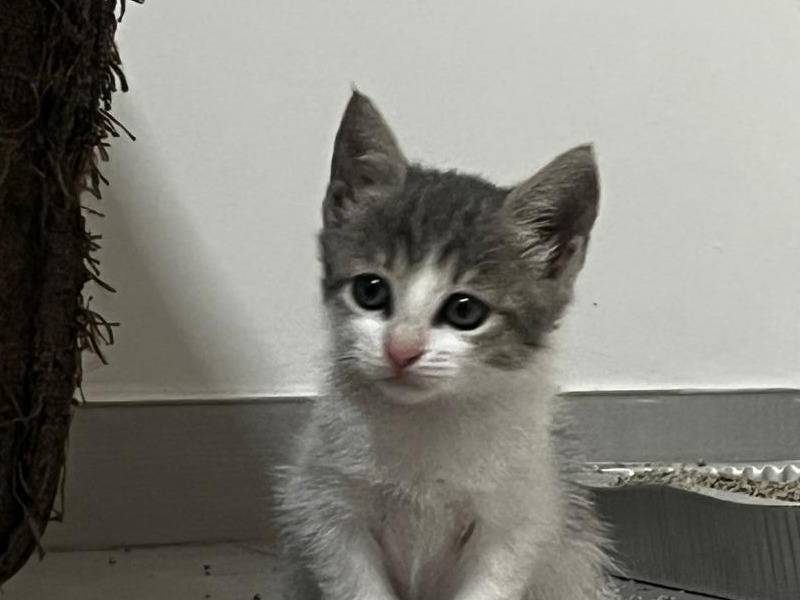 Adotta un gatto, femmina, 3 mesi, Catanzaro