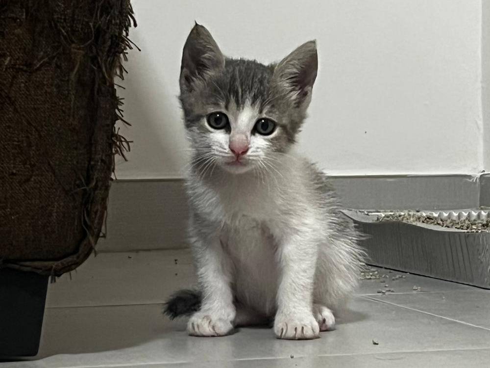 Adotta un gatto, taglia non valida, femmina, Catanzaro
